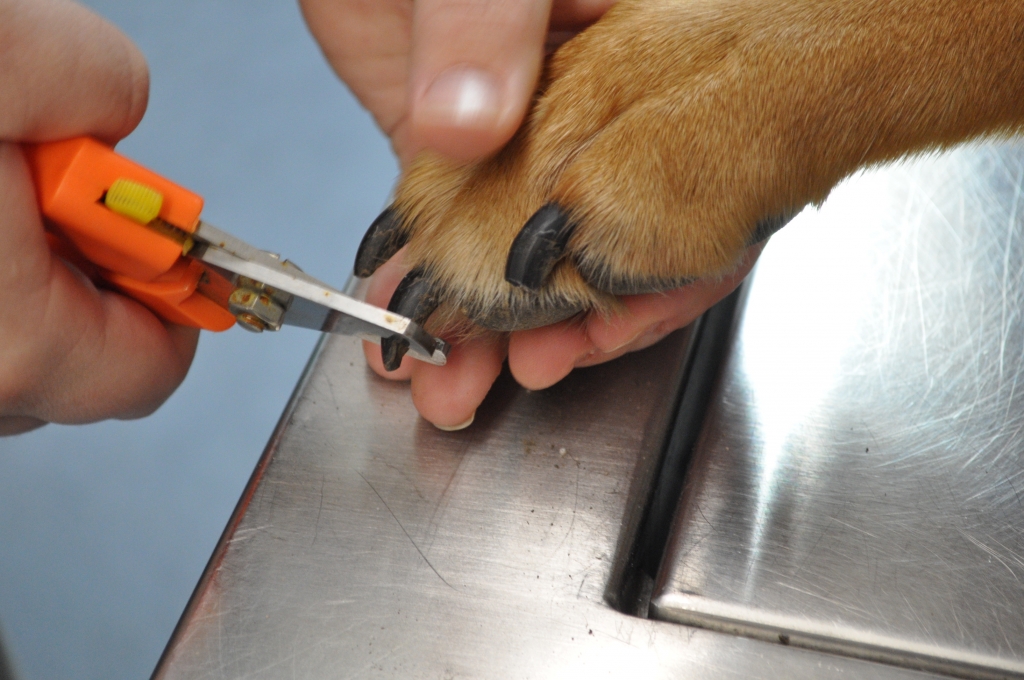Trim toe nails (1) Saint James Animal Hospital