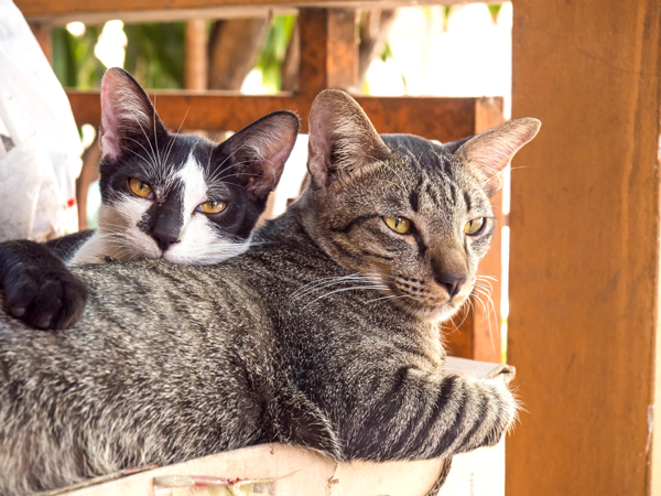 Two Cats Snuggling