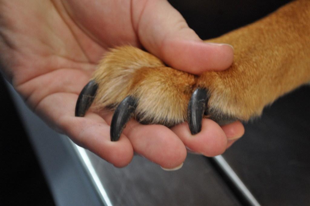 Dogs Toe Nails