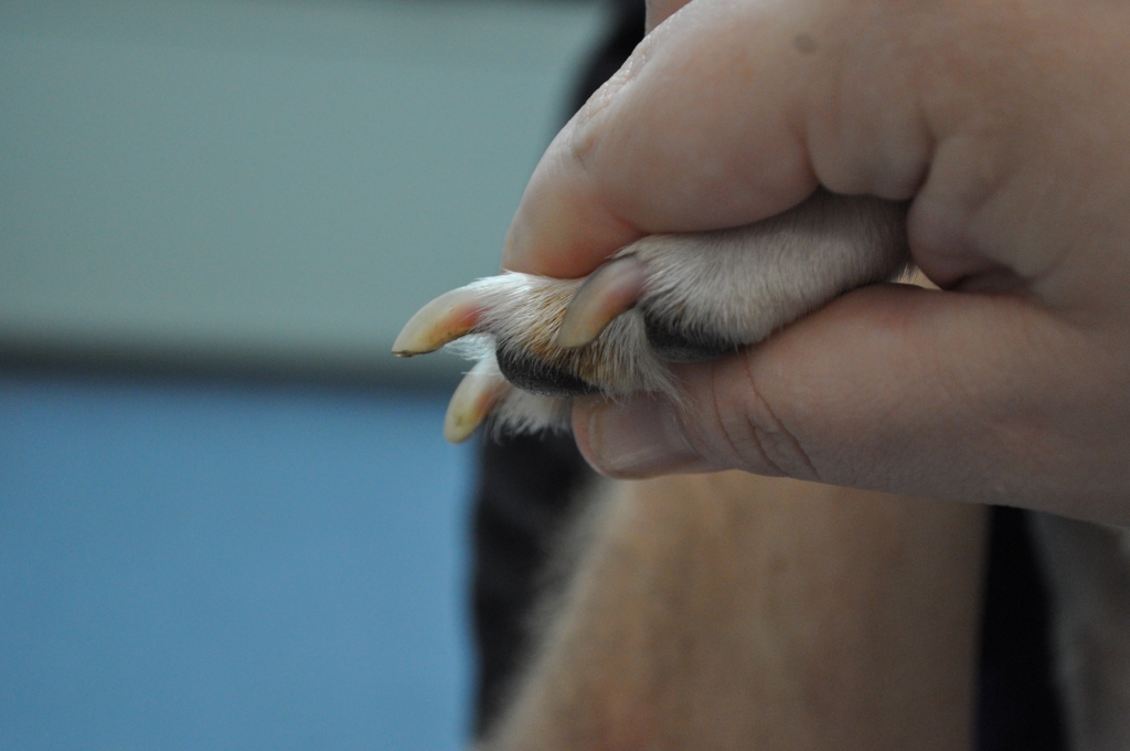 Dogs Toe Nails