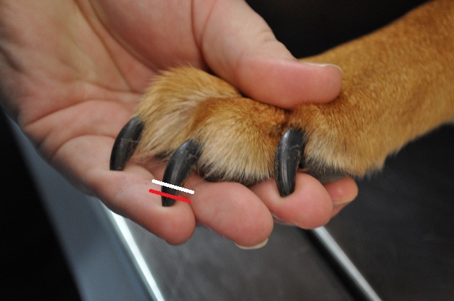 Dog Nail Trim