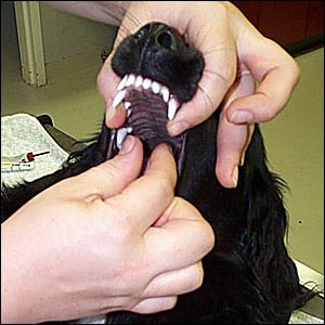 Giving a pill to dog Giving a pill to dog