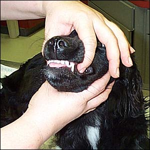 Giving a pill to dog Giving a pill to dog
