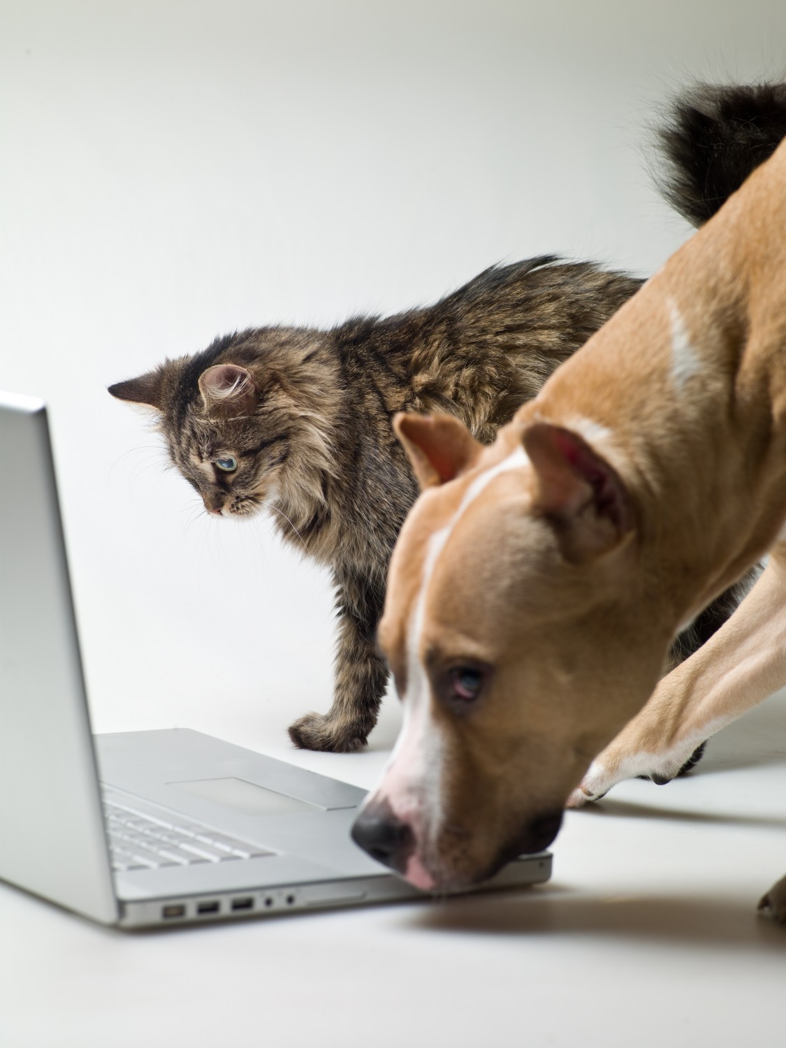 Dog and Cat on Computer